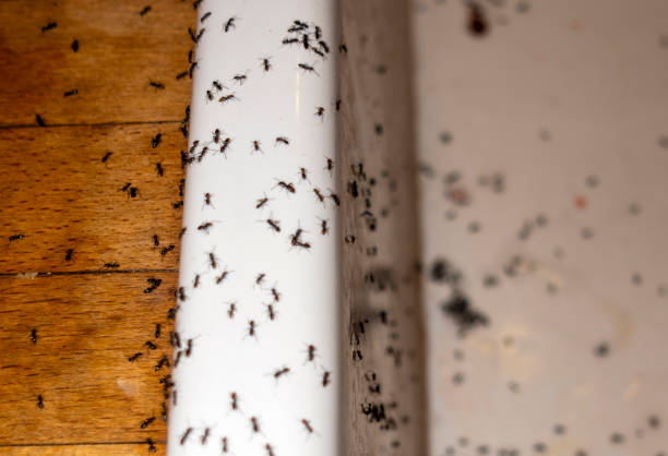 Best Affordable Pest Control Services  in Marine, IL